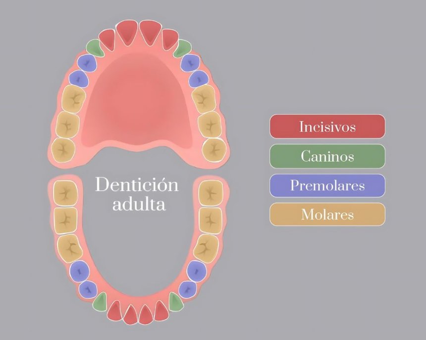 ¿Cuántos dientes tenemos? Todo sobre la dentición humana, su estructura y variaciones